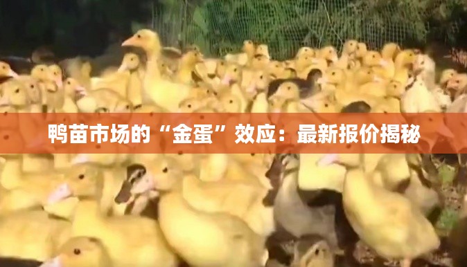 鸭苗市场的“金蛋”效应：最新报价揭秘