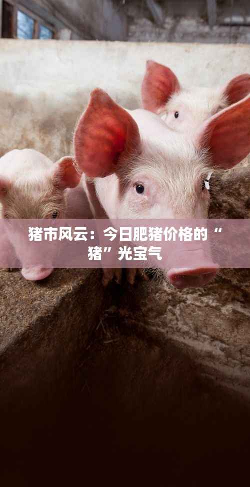 猪市风云：今日肥猪价格的“猪”光宝气