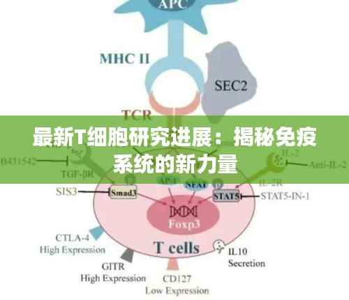 最新T细胞研究进展：揭秘免疫系统的新力量