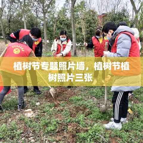 植树节专题照片墙，植树节植树照片三张 