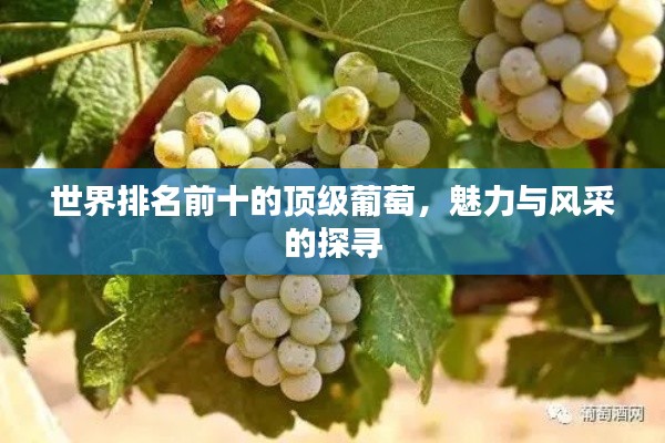 世界排名前十的顶级葡萄,魅力与风采的探寻