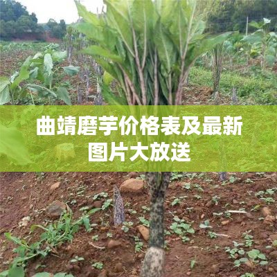 曲靖磨芋价格表及最新图片大放送