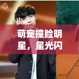 萌宠撞脸明星,星光闪耀时刻